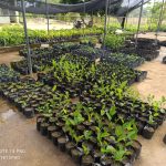 traditional-seed-preservation